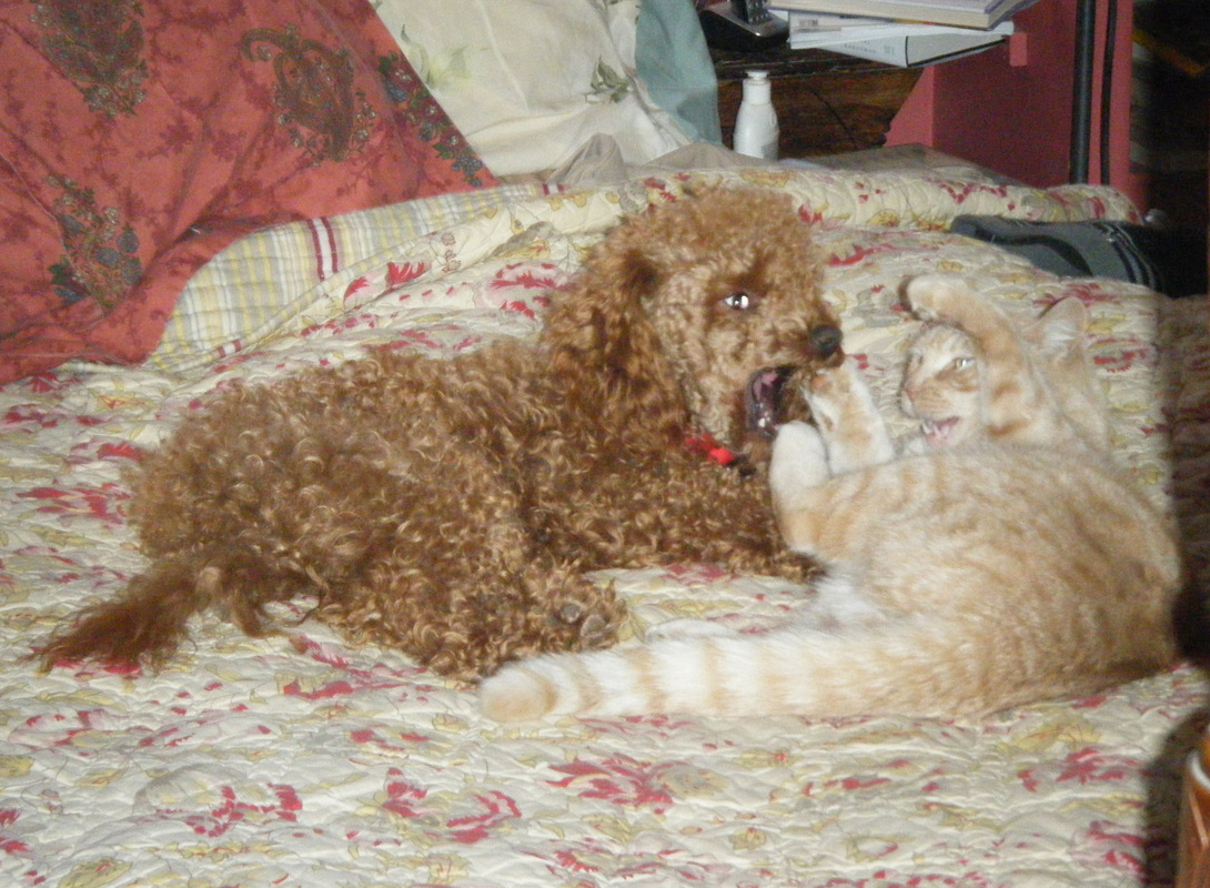 carousel chooser