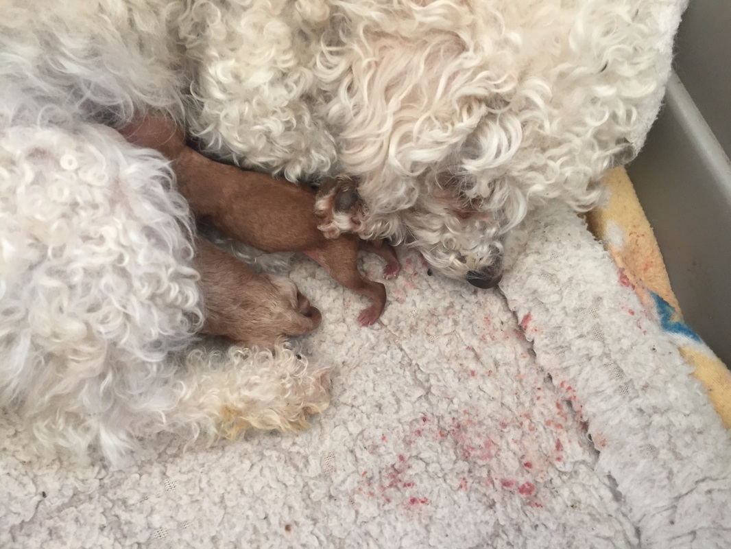 Picture of day old pups nursing