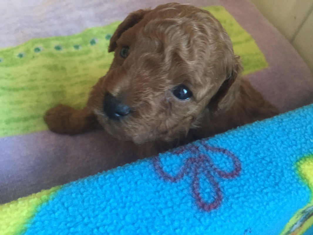 Cute little red Poodle puppy looking up at camera