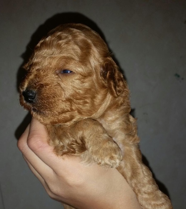 Sleepy tan Poodle puppy , about a month old, being held up