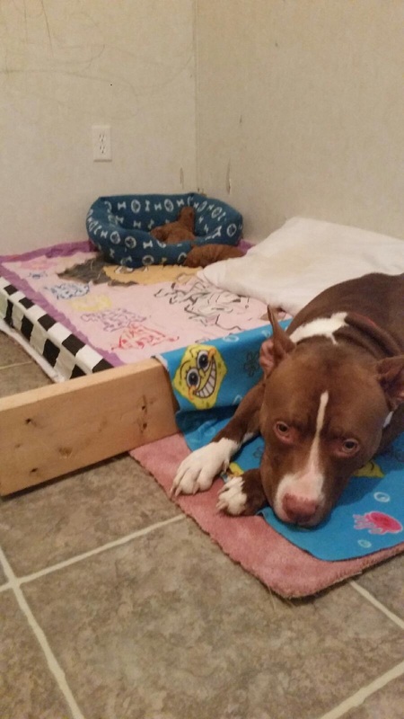 Picture of Pit bull guarding nest of Poodle puppies