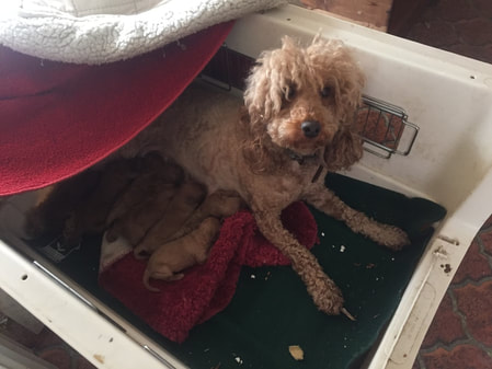 Picture of Tasha with her pups