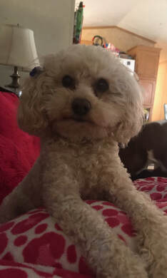 Standing on a red chair, a white Toy Poodle 