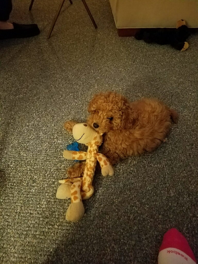 carousel chooser