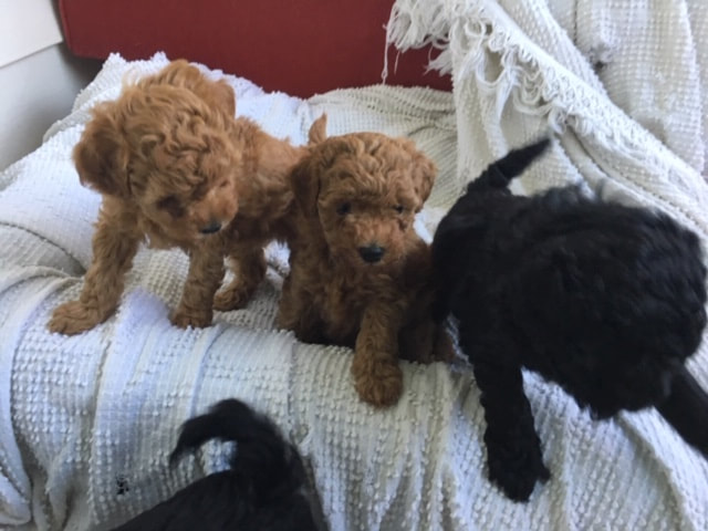 Picture of three puppies sitting together in dog bed