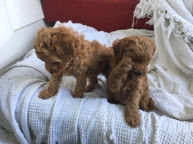 Picture of two red puppies in dog bed