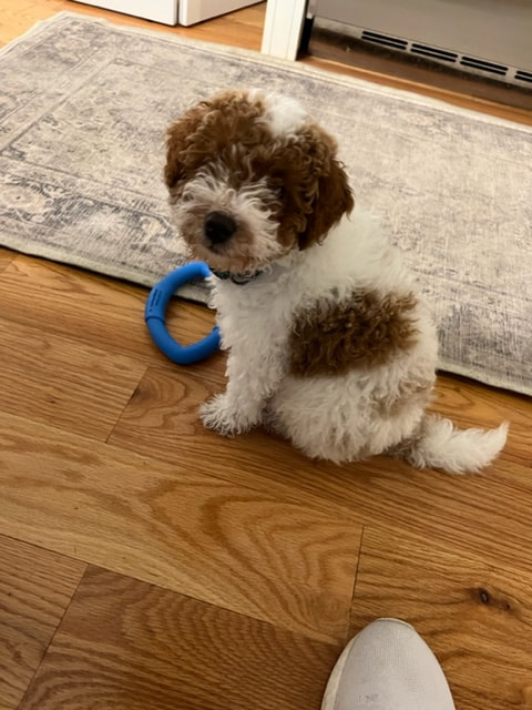 carousel chooser
