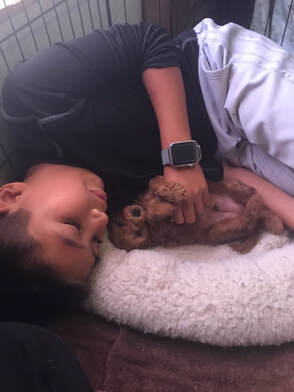 Picture of boy sleeping with young Poodle puppy, eyes closed