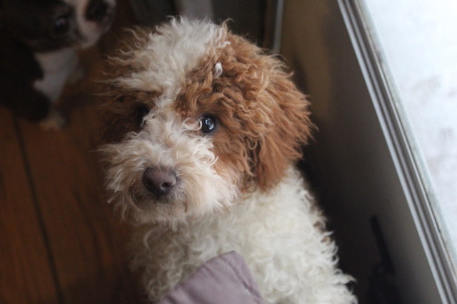 Adorable Parti Poodle looks at the camera, indoors near a window