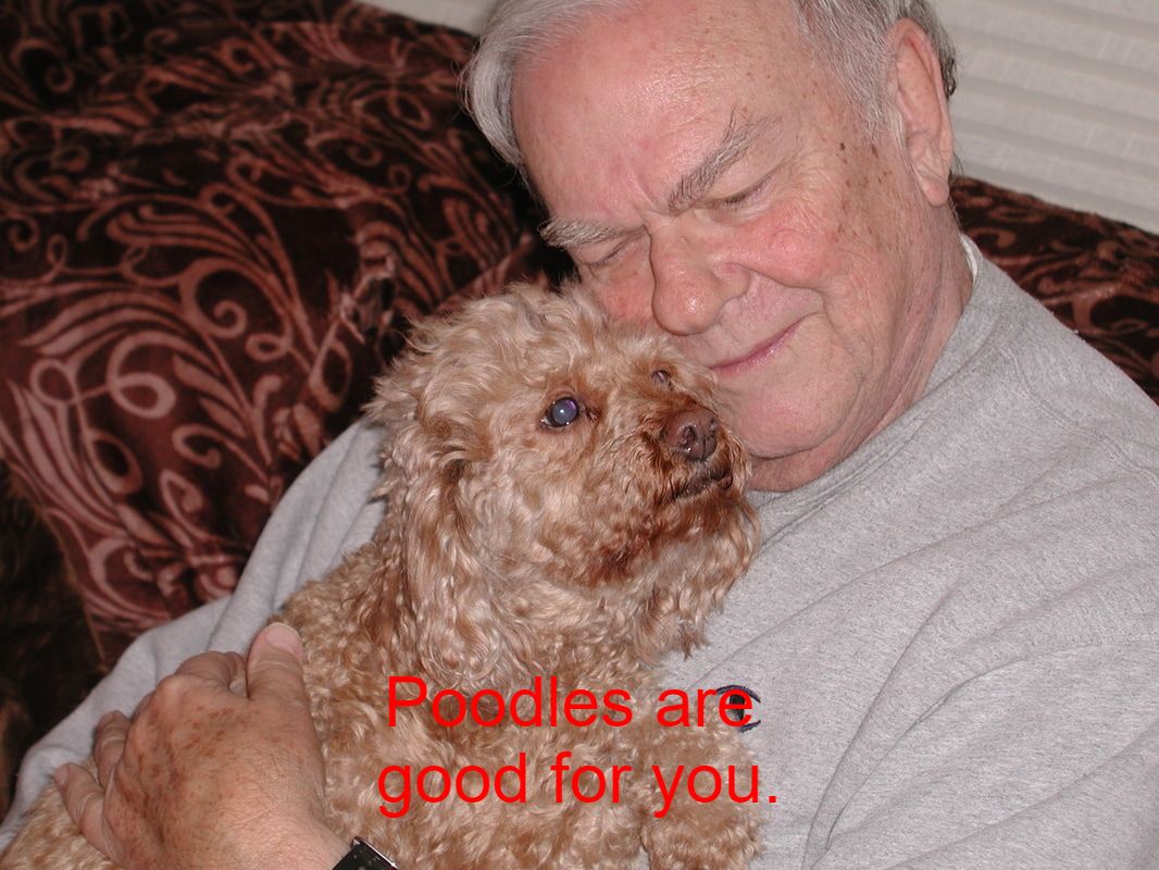 Picture of Jack and Poodle, Tasha