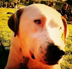 dog whisperer tips aggressive dogs, aggressive dogs, problems dogs, Best Dog trainer Santa Barbara, Best Dog Training Santa Barbara, Dog Trainer Santa Barbara, Best Dog Whisperer Santa Barbara, Dog Behavior, Dog psychology, Dog Behaviorist,