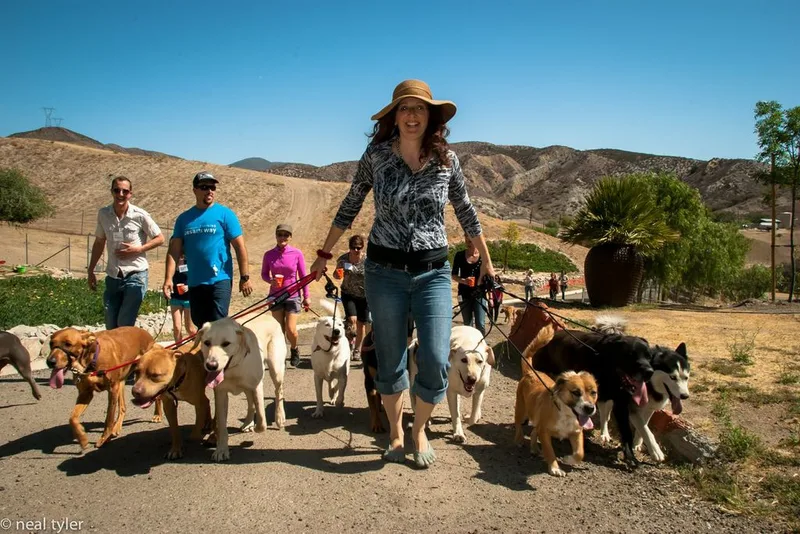 dog whisperer tips for aggressive dogs, Best Dog Training Santa Barbara, Best Dog Trainer Santa Barbara, Dog Whisperer Santa Barbara, Dog Behaviorist , Dog psychology,