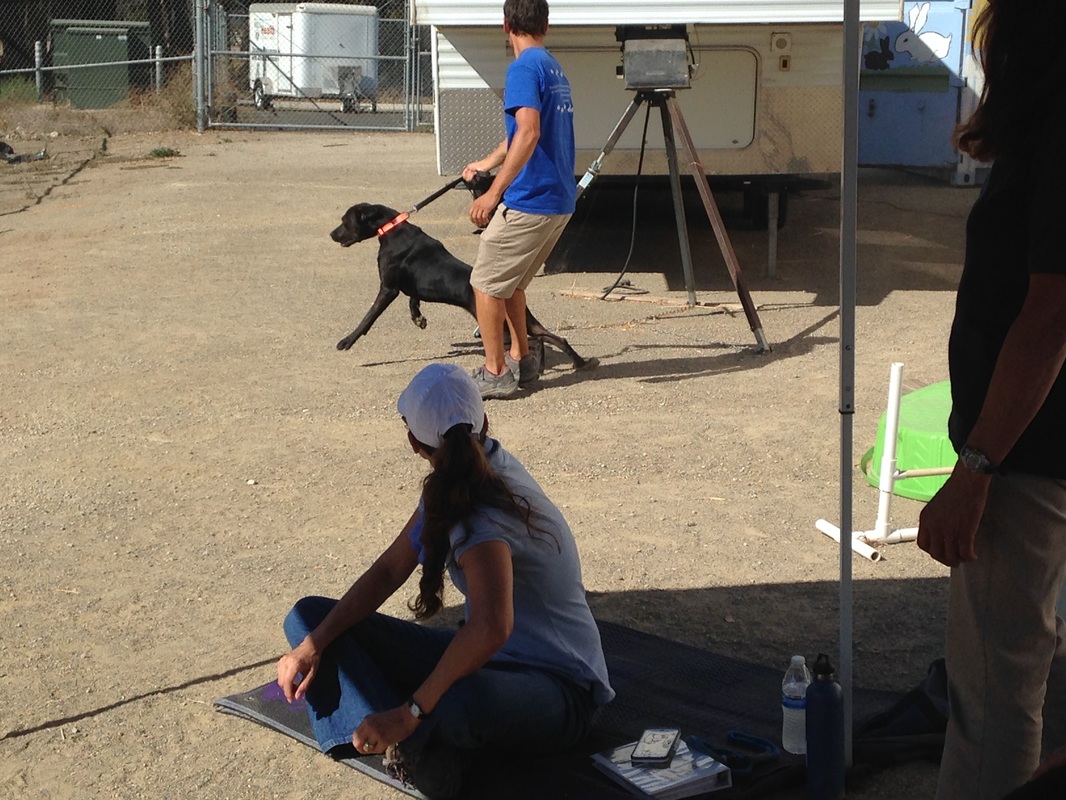 Ronit Corry Best Dog Whisperer Santa Barbara, Ronit Corry Best Dog Trainer Santa Barbara, Ronit Corry Best Dog Training Santa Barbara, Ronit Corry Best Dog Whispering Santa Barbara, Ronit Corry Best Dog Behaviorist Santa Barbara, Ronit Corry Best Dog psychology Santa Barbara, 