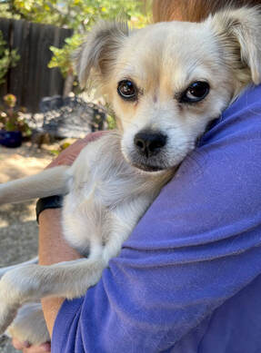 dog training santa barbara, Dog whisperer tips separation anxiety, dog trainer santa barbara, dog whisperer tips aggressive dog, best dog trainer santa barbara,