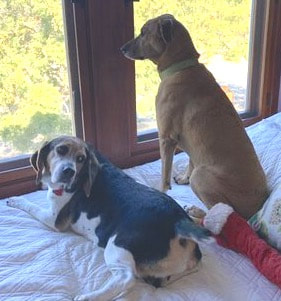 SB Dog Whisperer, Santa Barbara Dog Trainer, Best Dog Trainer Santa Barbara, Dog whisperer tips aggressive dogs, dog trainer Santa Barbara, dog behaviorist Santa Barbara, aggressive dog, separation anxiety, humane dog training,