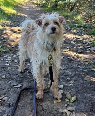 dog aggression, dog training santa barbara, Dog whisperer tips separation anxiety, dog trainer santa barbara, dog whisperer tips aggressive dog, best dog trainer santa barbara,