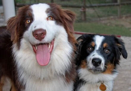dog training santa barbara, dog behaviorist, santa barbara Dog whisperer, dog trainer santa barbara, dog whisperer tips aggressive dog, best dog trainer santa barbara, Ronit Corry Dog Whisperer Santa Barbara