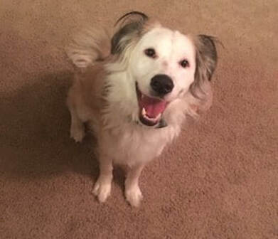 aggressive dog, aggressive dogs, problems dogs, Best Dog trainer Santa Barbara, Best Dog Training Santa Barbara, Dog Trainer Santa Barbara, Best Dog Whisperer Santa Barbara, Santa Barbara Dog Behaviorist