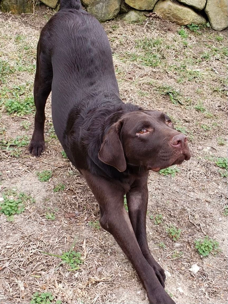 dog aggression, dog training santa barbara, Dog whisperer tips separation anxiety, dog trainer santa barbara, dog whisperer tips aggressive dog, best dog trainer santa barbara,