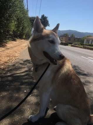 dog training santa barbara, santa barbara Dog whisperer, dog trainer santa barbara, dog whisperer tips aggressive dog, best dog trainer santa barbara,