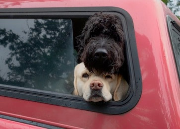 dog training santa barbara,  santa barbara Dog whisperer, dog trainer santa barbara, dog whisperer tips aggressive dog, best dog trainer santa barbara,