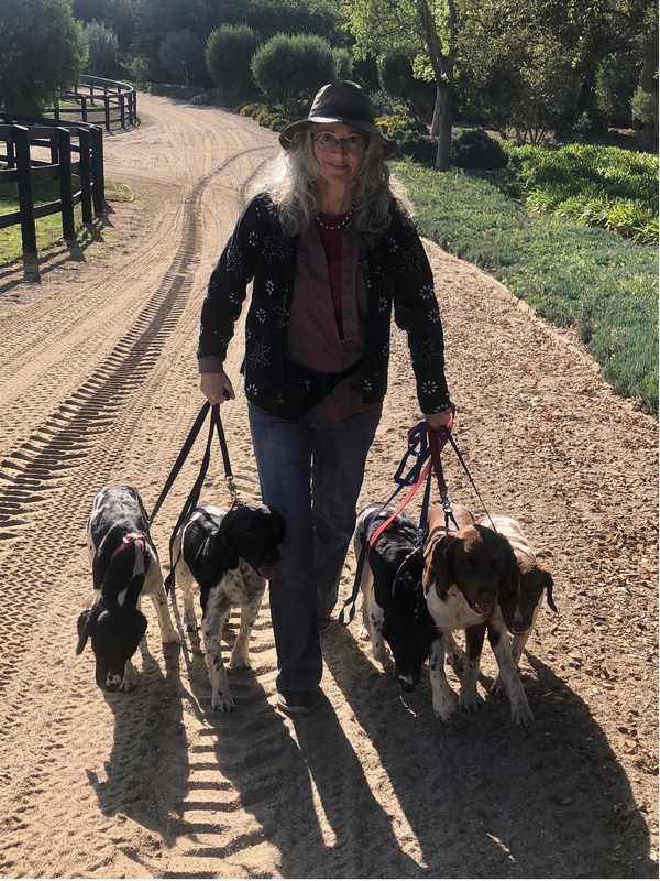 Ronit Corry, Santa Barbara Dog Whisperer, Walking pack of dogs