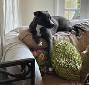 dog training santa barbara, Dog whisperer tips separation anxiety, dog trainer santa barbara, dog whisperer tips aggressive dog, best dog trainer santa barbara,