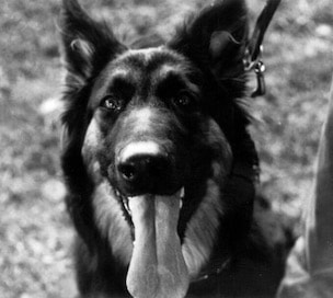 dog training santa barbara, santa barbara Dog whisperer, dog trainer santa barbara, dog whisperer tips aggressive dog, best dog trainer santa barbara,