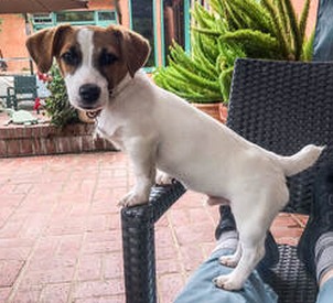 dog training santa barbara, santa barbara Dog whisperer, dog trainer santa barbara, dog whisperer tips aggressive dog, best dog trainer santa barbara,