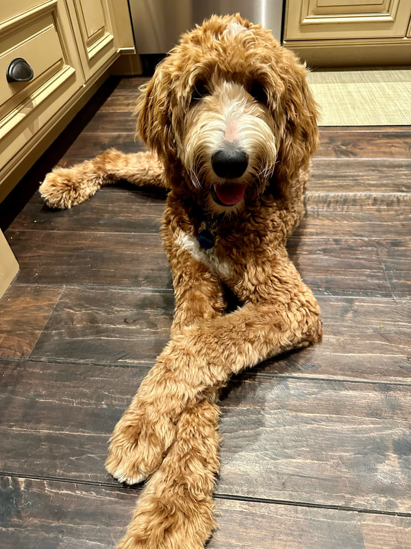 dog aggression, dog training santa barbara, Dog whisperer tips separation anxiety, dog trainer santa barbara, dog whisperer tips aggressive dog, best dog trainer santa barbara, Dog psychology