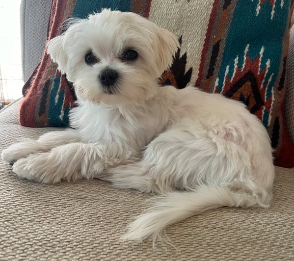 dog aggression, dog training santa barbara, Dog whisperer tips separation anxiety, dog trainer santa barbara, dog whisperer tips aggressive dog, best dog trainer santa barbara,