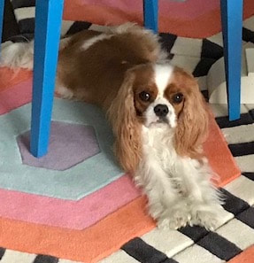dog training santa barbara, santa barbara Dog whisperer, dog trainer santa barbara, dog whisperer tips aggressive dog, best dog trainer santa barbara,