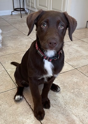 dog training santa barbara, Dog whisperer tips separation anxiety, dog trainer santa barbara, dog whisperer tips aggressive dog, best dog trainer santa barbara,