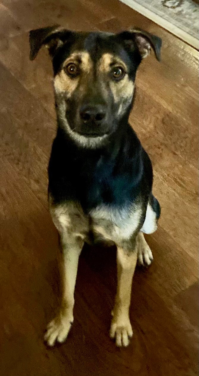dog training santa barbara, Dog whisperer tips separation anxiety, dog trainer santa barbara, dog whisperer tips aggressive dog, best dog trainer santa barbara,