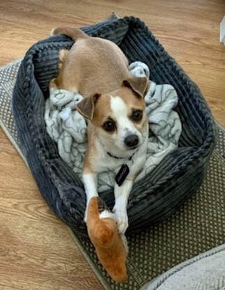 dog training santa barbara, Dog whisperer tips separation anxiety, dog trainer santa barbara, dog whisperer tips aggressive dog, best dog trainer santa barbara,