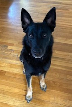 dog training santa barbara, santa barbara Dog whisperer, dog trainer santa barbara, dog whisperer tips aggressive dog, best dog trainer santa barbara,