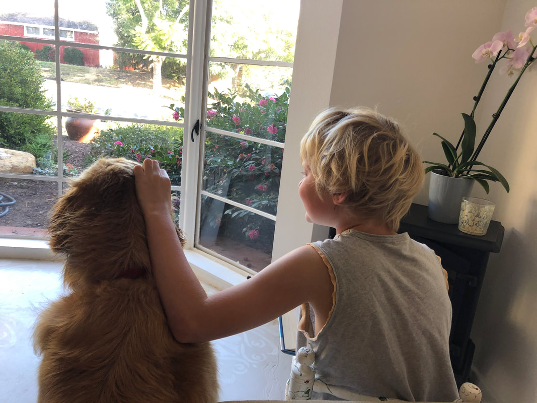 dog training santa barbara, Dog whisperer tips separation anxiety, dog trainer santa barbara, dog whisperer tips aggressive dog, best dog trainer santa barbara,
