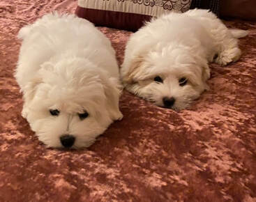 dog aggression, dog training santa barbara, Dog whisperer tips separation anxiety, dog trainer santa barbara, dog whisperer tips aggressive dog, best dog trainer santa barbara, dog psychology