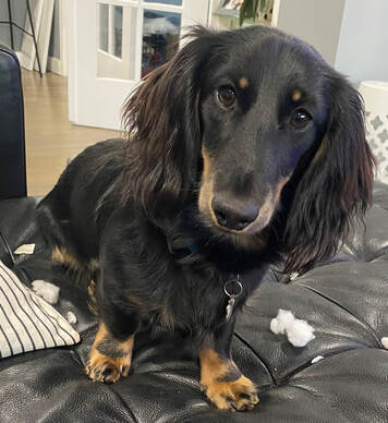 dog training santa barbara, Dog whisperer tips separation anxiety, dog trainer santa barbara, dog whisperer tips aggressive dog, best dog trainer santa barbara,