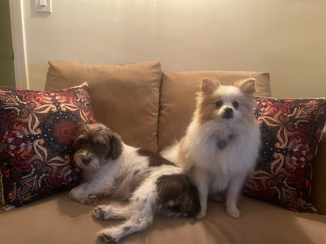 dog aggression, dog training santa barbara, Dog whisperer tips separation anxiety, dog trainer santa barbara, dog whisperer tips aggressive dog, best dog trainer santa barbara,