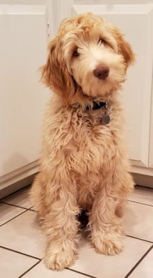 dog training santa barbara, santa barbara Dog whisperer, dog trainer santa barbara, dog whisperer tips aggressive dog, best dog trainer santa barbara,