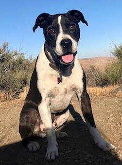 dog whisperer tips aggressive dogs, Best Dog trainer Santa Barbara, dog trainers Santa Barbara, dog behaviorist Santa Barbara, aggressive dog, separation anxiety, humane dog training, humane trainer