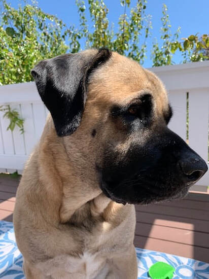 dog training santa barbara, santa barbara Dog whisperer, dog trainer santa barbara, dog whisperer tips aggressive dog, best dog trainer santa barbara, Ronit Corry Dog Whisperer Santa Barbara