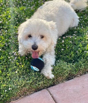 dog training santa barbara, Dog whisperer tips separation anxiety, dog trainer santa barbara, dog whisperer tips aggressive dog, best dog trainer santa barbara,