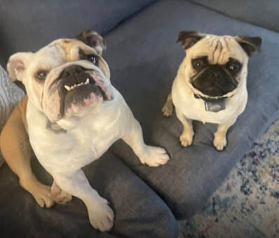 dog aggression, dog training santa barbara, Dog whisperer tips separation anxiety, dog trainer santa barbara, dog whisperer tips aggressive dog, best dog trainer santa barbara,