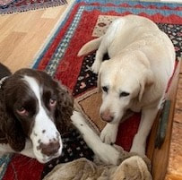 dog training santa barbara, santa barbara Dog whisperer, dog trainer santa barbara, dog whisperer tips aggressive dog, best dog trainer santa barbara,