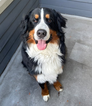 dog aggression, dog training santa barbara, Dog whisperer tips separation anxiety, dog trainer santa barbara, dog whisperer tips aggressive dog, best dog trainer santa barbara,