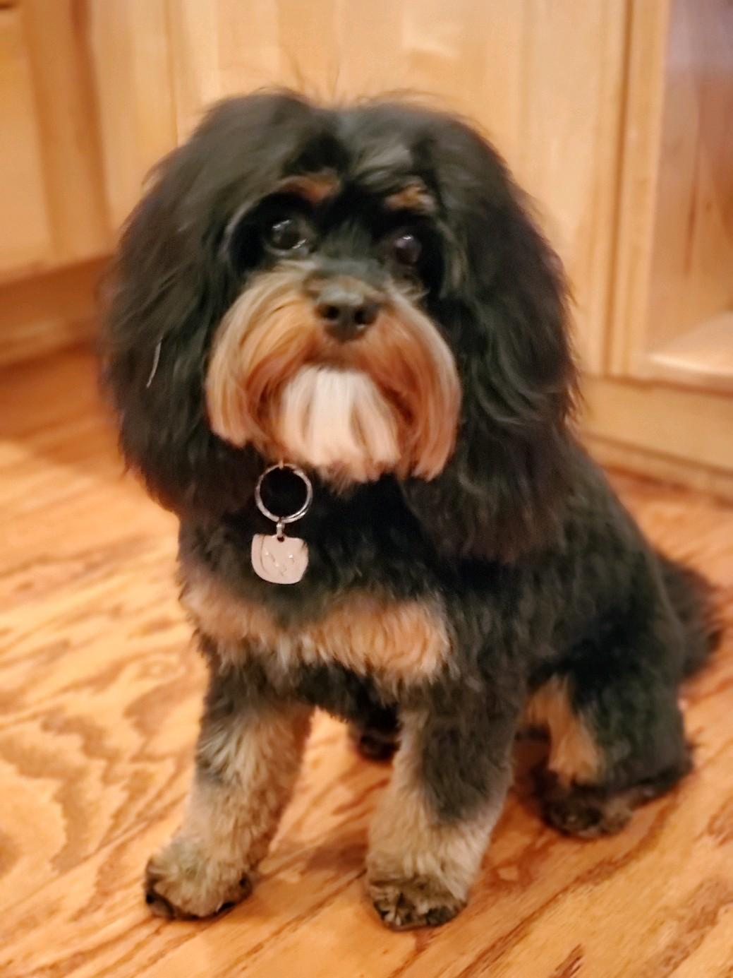 dog training santa barbara, Dog whisperer tips separation anxiety, dog trainer santa barbara, dog whisperer tips aggressive dog, best dog trainer santa barbara,