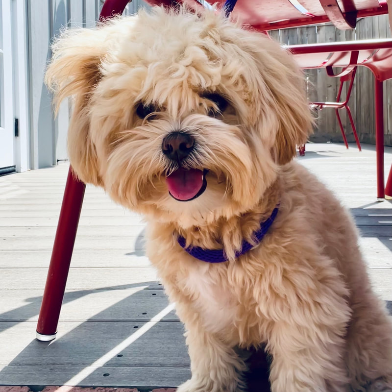 dog aggression, dog training santa barbara, Dog whisperer tips separation anxiety, dog trainer santa barbara, dog whisperer tips aggressive dog, best dog trainer santa barbara,
