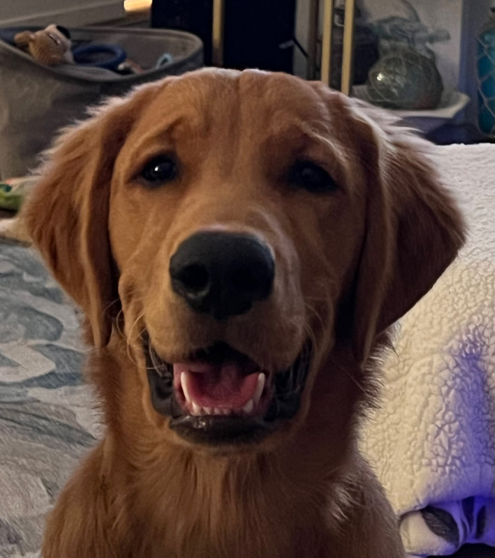 dog aggression, dog training santa barbara, Dog whisperer tips separation anxiety, dog trainer santa barbara, dog whisperer tips aggressive dog, best dog trainer santa barbara,